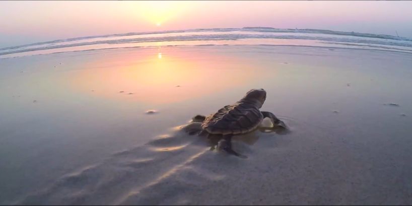 首页- Z6官网中国区人生就是博